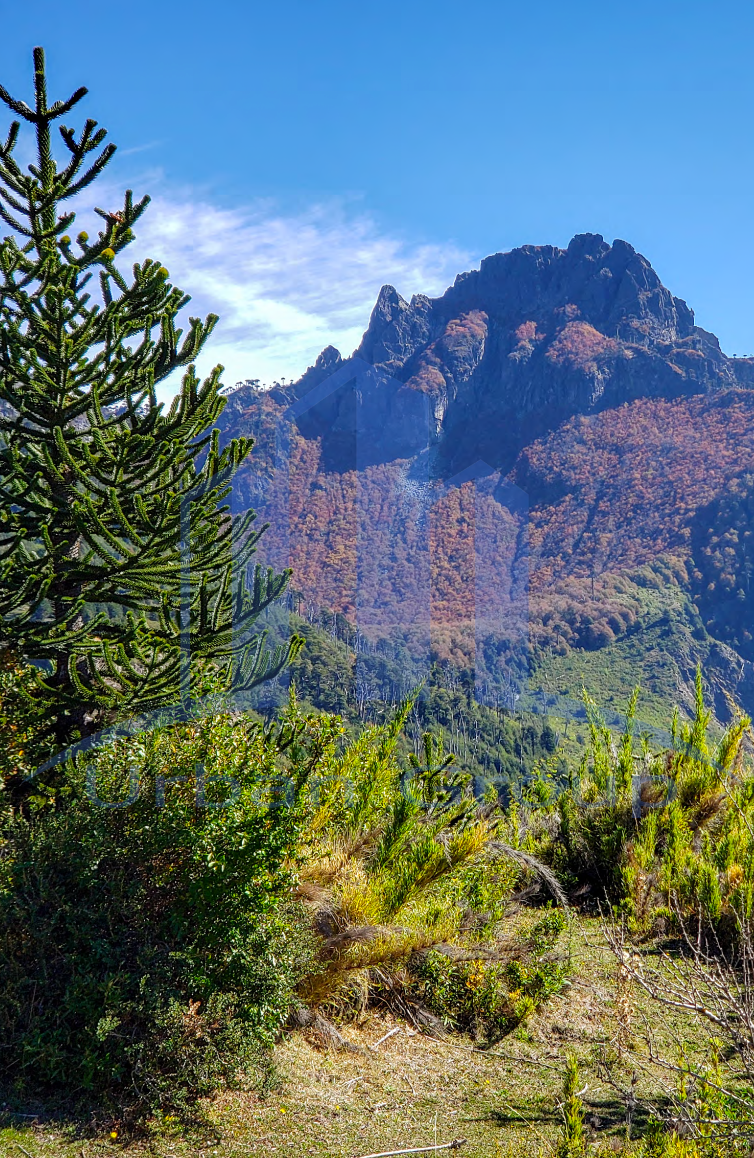 Precioso - Bosque Nativo